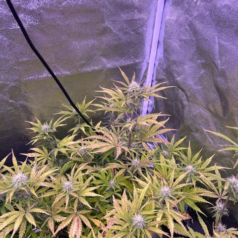 Royal Kush Automatic growlog timeline photo