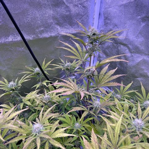 Royal Kush Automatic growlog timeline photo