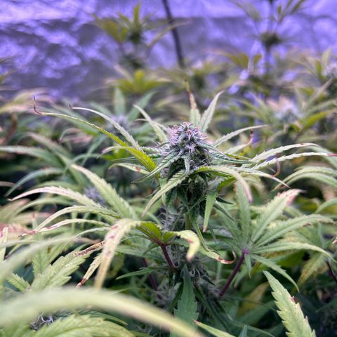 Royal Cheese Automatic growlog timeline photo