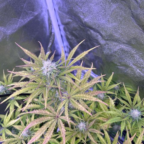Royal Kush Automatic growlog timeline photo