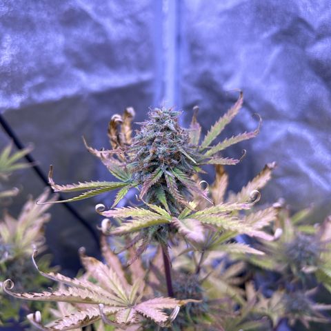 Royal Kush Automatic growlog timeline photo