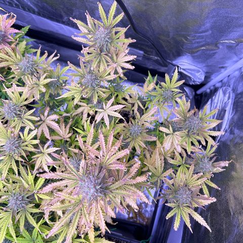 Royal Kush Automatic growlog timeline photo