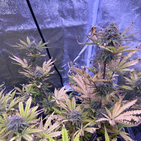 Royal Kush Automatic growlog timeline photo