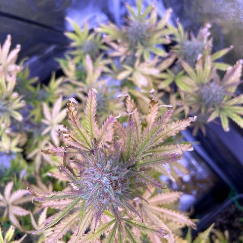 Royal Kush Automatic growlog timeline photo