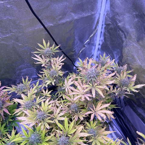 Royal Kush Automatic growlog timeline photo