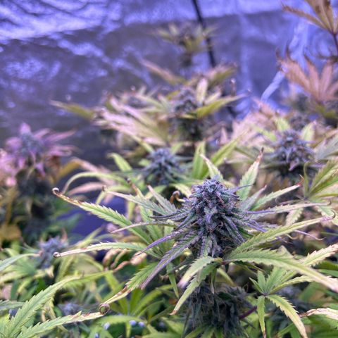 Royal Cheese Automatic growlog timeline photo