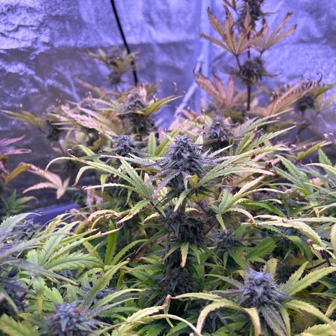 Royal Cheese Automatic growlog timeline photo