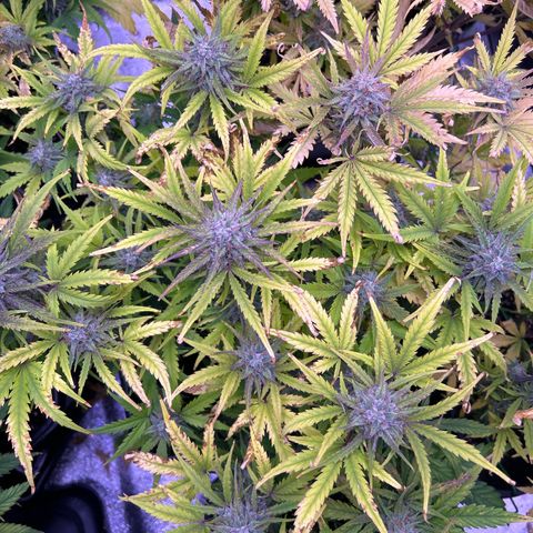 Royal Cheese Automatic growlog timeline photo