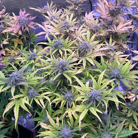 Royal Cheese Automatic growlog timeline photo