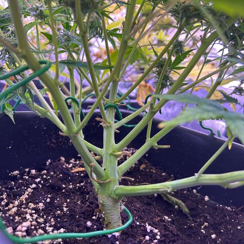Royal Cheese Automatic growlog timeline photo