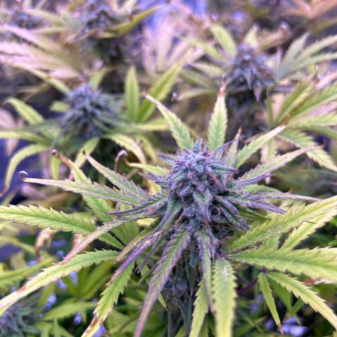 Royal Cheese Automatic growlog timeline photo