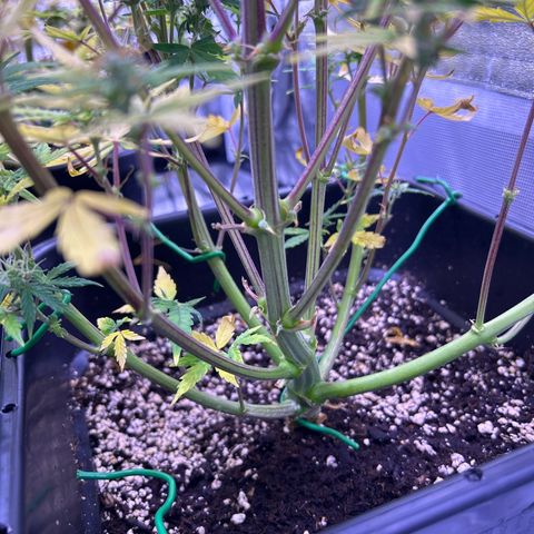 Grape Ape growlog timeline photo