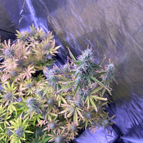Grape Ape growlog timeline photo