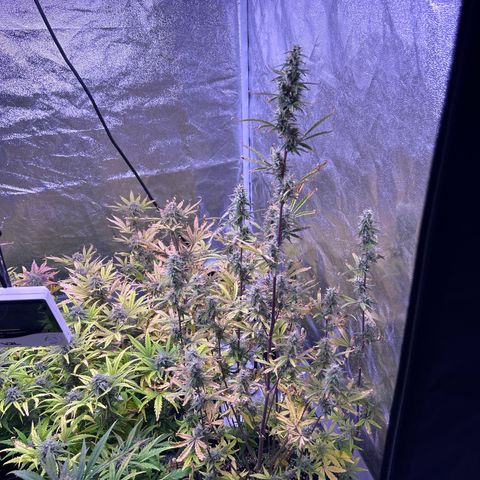 Grape Ape growlog timeline photo