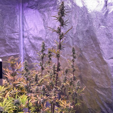 Grape Ape growlog timeline photo