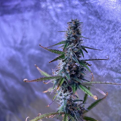 Grape Ape growlog timeline photo