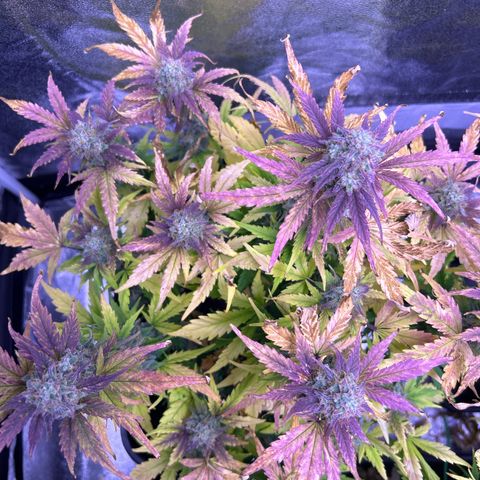 Wedding Cake Auto growlog timeline photo