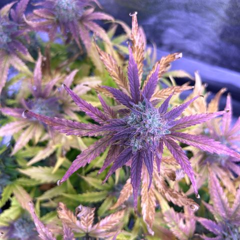 Wedding Cake Auto growlog timeline photo