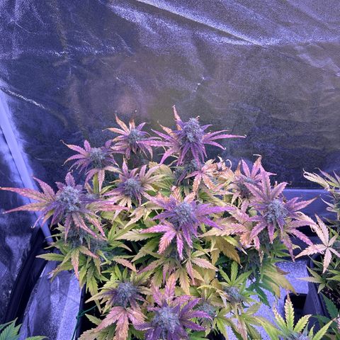 Wedding Cake Auto growlog timeline photo