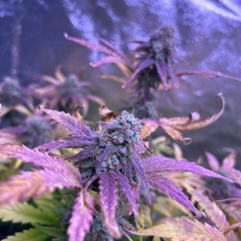 Wedding Cake Auto growlog timeline photo