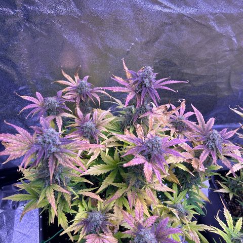 Wedding Cake Auto growlog timeline photo