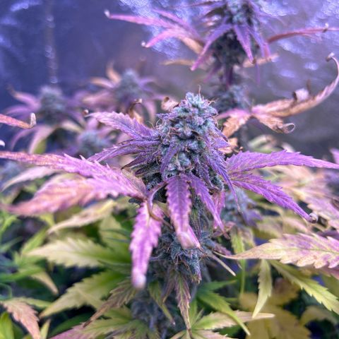 Wedding Cake Auto growlog timeline photo