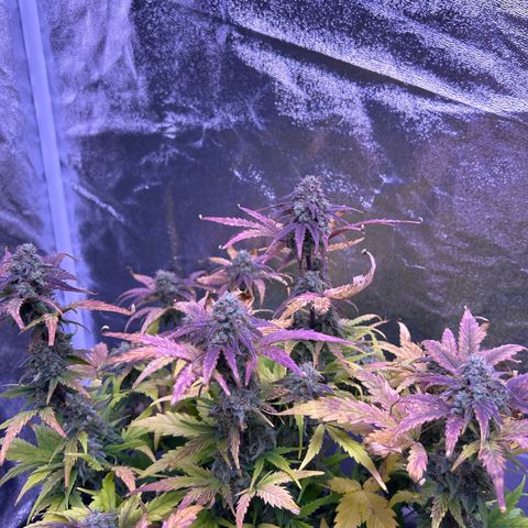 Wedding Cake Auto growlog timeline photo