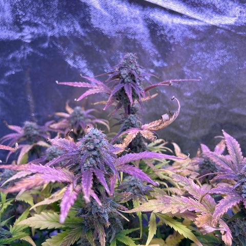Wedding Cake Auto growlog timeline photo