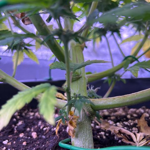 Wedding Cake Auto growlog timeline photo