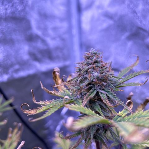 Royal Kush Automatic growlog timeline photo