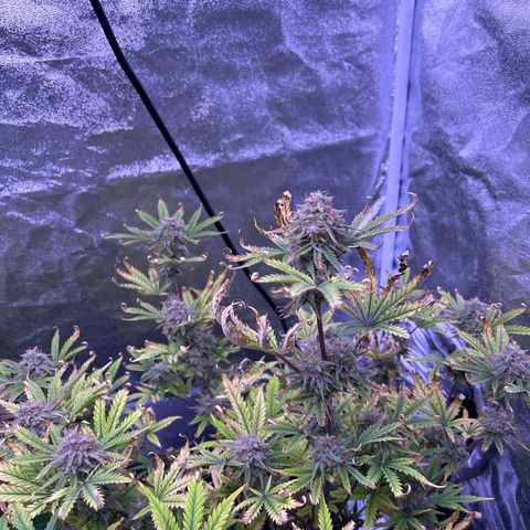 Royal Kush Automatic growlog timeline photo