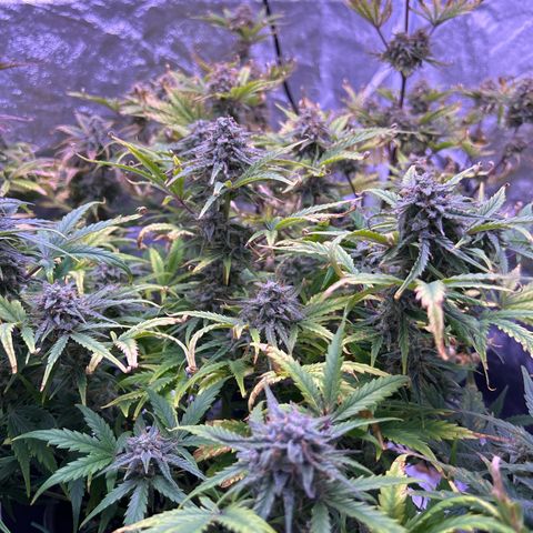 Royal Cheese Automatic growlog timeline photo