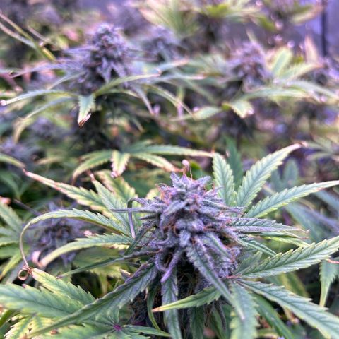 Royal Cheese Automatic growlog timeline photo