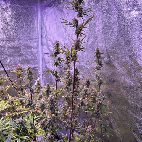 Grape Ape growlog timeline photo