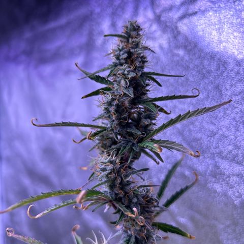 Grape Ape growlog timeline photo
