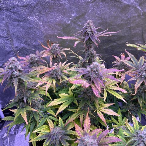 Wedding Cake Auto growlog timeline photo
