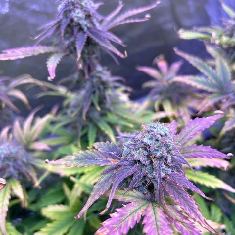 Wedding Cake Auto growlog timeline photo