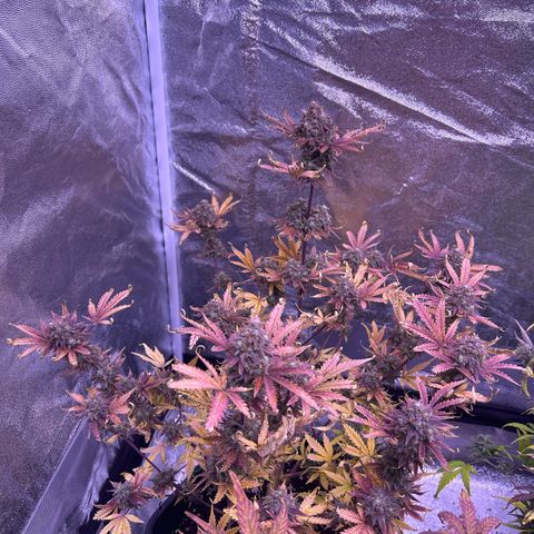 Royal Kush Automatic growlog timeline photo