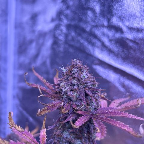 Royal Kush Automatic growlog timeline photo