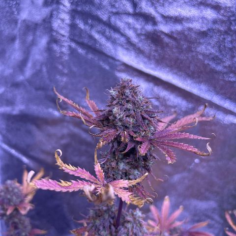Royal Kush Automatic growlog timeline photo
