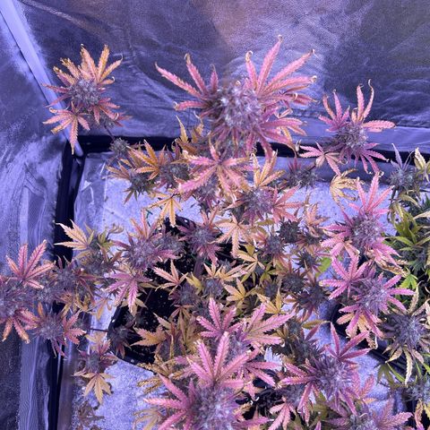 Royal Kush Automatic growlog timeline photo
