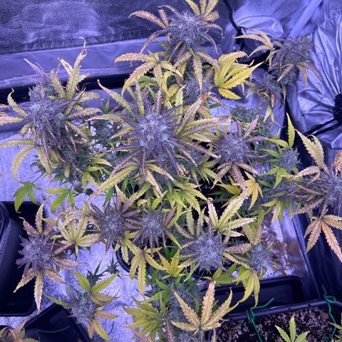 Royal Cheese Automatic growlog timeline photo