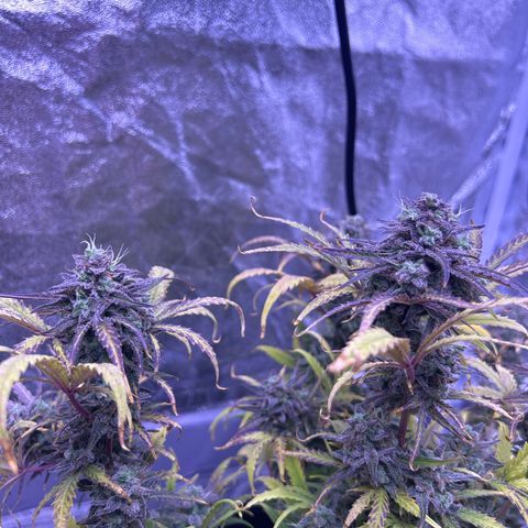 Royal Cheese Automatic growlog timeline photo