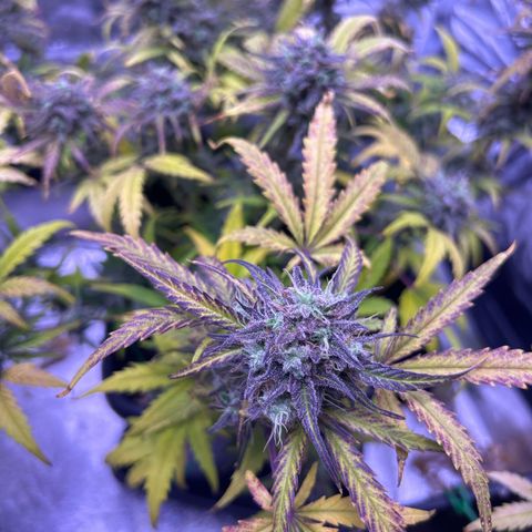 Royal Cheese Automatic growlog timeline photo