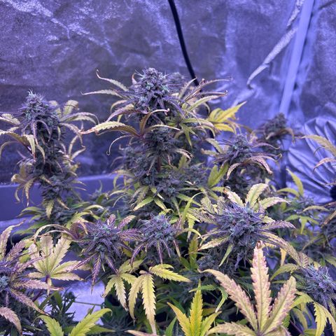 Royal Cheese Automatic growlog timeline photo