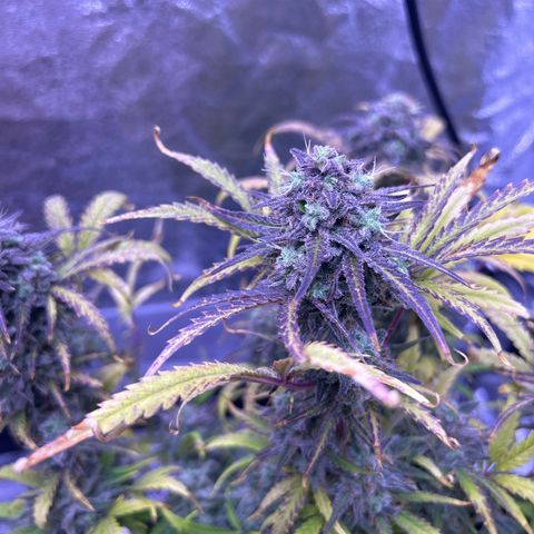 Royal Cheese Automatic growlog timeline photo