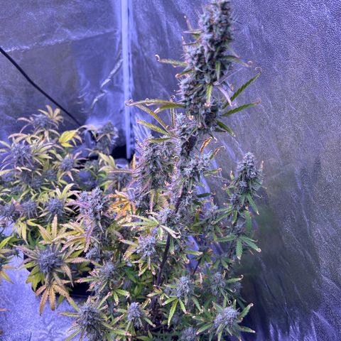 Grape Ape growlog timeline photo