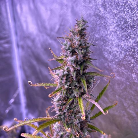 Grape Ape growlog timeline photo