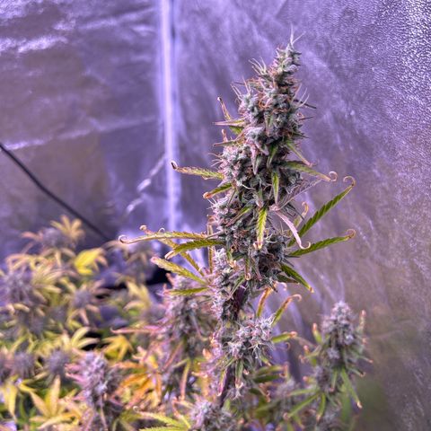 Grape Ape growlog timeline photo