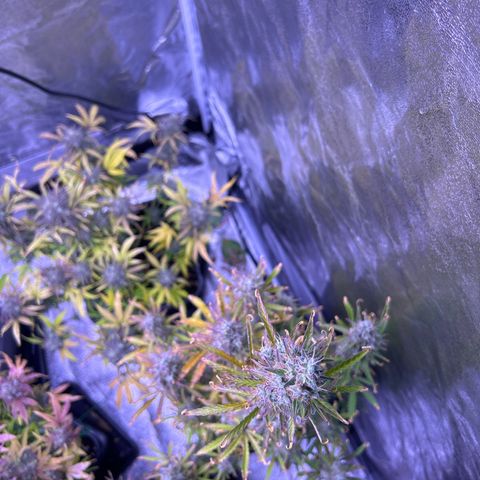 Grape Ape growlog timeline photo